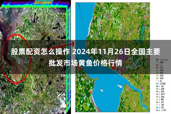 股票配资怎么操作 2024年11月26日全国主要批发市场黄鱼价格行情